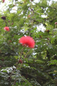 レフアの花