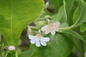 えっと、この花の名前・・・なんでしたっけ・・・・