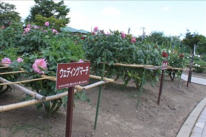 人生のコースですねぇ(笑)